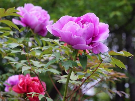 牡丹樹|ボタンとは｜育て方がわかる植物図鑑｜みんなの趣味の園芸（N